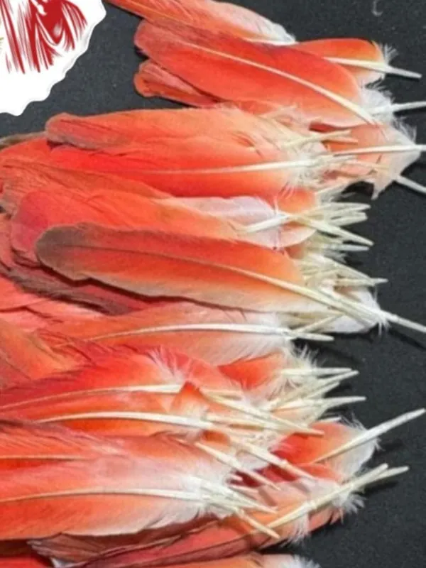 Plumas de loro africano · Distribuidora El Cristo Cali